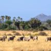 0429 – Kenia – Samburu – Oryx