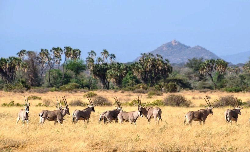 0429 – Kenia – Samburu – Oryx