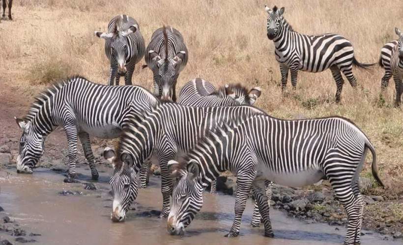 Samburu-Safaris