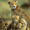 cheetah-mara-kenya