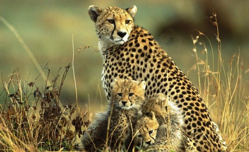 cheetah-mara-kenya