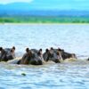 hippos-on-lake-Naivasha