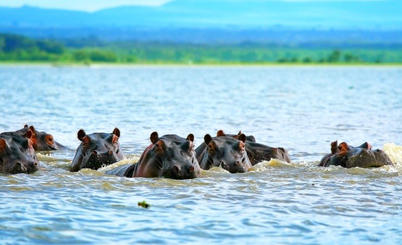 hippos-on-lake-Naivasha