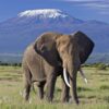 kilimanjaro-amboseli-safaris