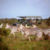 Amboseli-zebras