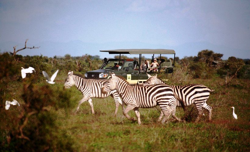 Amboseli-zebras