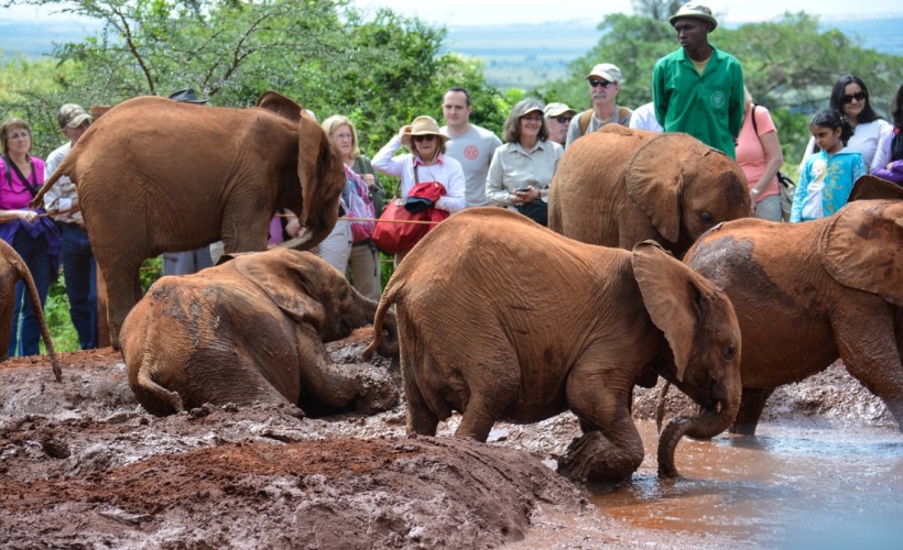 David Sheldrick Wildlife Trust – Elephant Orphanage -