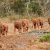 David Sheldrick Elephant Orphanage2