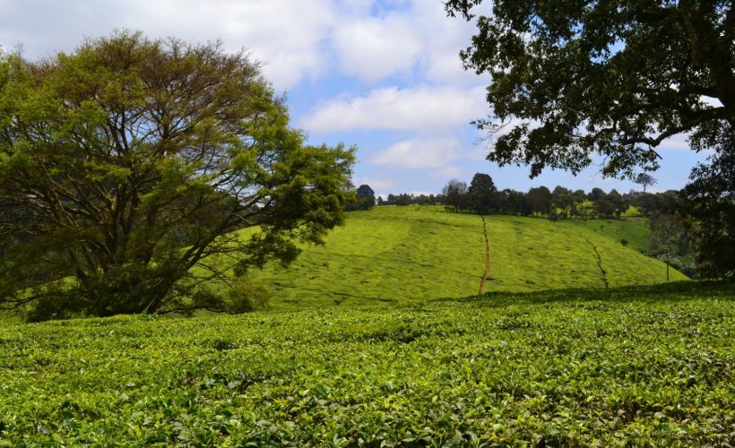 Kiambethu Tea Farm