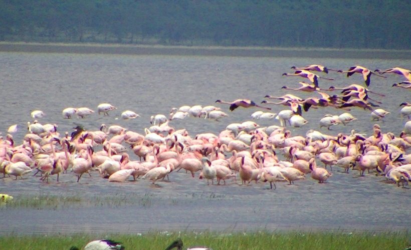 Lake-Nakuru
