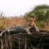Samburu-leopard