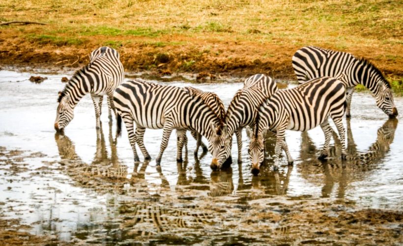 Tarangire-Zebras