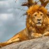 lion-serengeti
