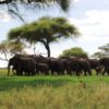 tarangire-national-park-tanzania-safari